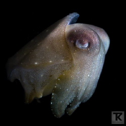 Juvenile Broadclub cuttlefish at Anilao.

You'll meet s... by Tommi Kokkola 